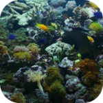 Logo of Aquarium Video Live Wallpaper android Application 